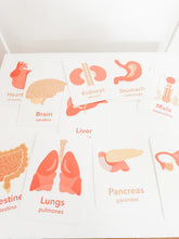 Load image into Gallery viewer, Organs Flashcards