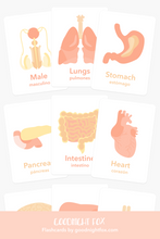 Load image into Gallery viewer, Organs Flashcards